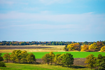Fototapeta premium autumn landscape, yellowing trees, nature background