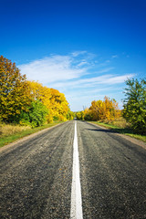 asphalt road in the autumn forest, nature background, sunny
