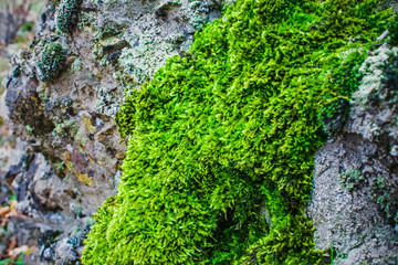 Bright green moss on the old stone, nature background