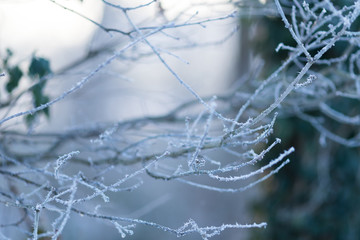 Zweige mit Eiskristallen im Winter