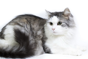 Fototapeta na wymiar Siberian cat, portrait on a white background
