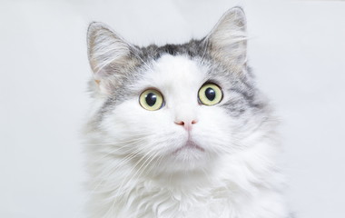 Siberian cat, portrait on a white background