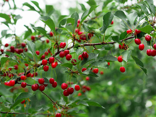 Cherry on a branch in the garden