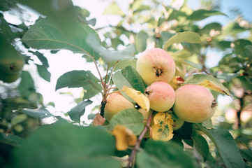 apple tree in the garden with fruit on the branches