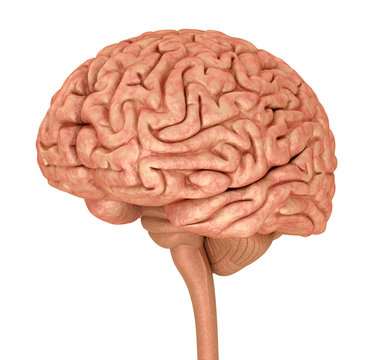 Human brain 3D model, isolated on white. Medically accurate 3D illustration