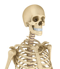 Torso of human skeleton, isolated. Medically accurate 3d illustration .