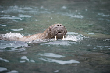 Fototapeta premium Walrus in the water