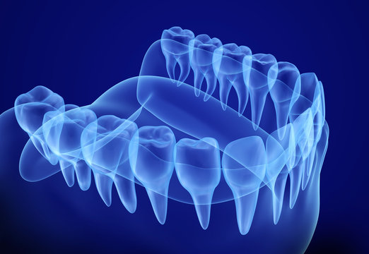 Mouth gum and teeth xray view. Medically accurate tooth 3D illustration
