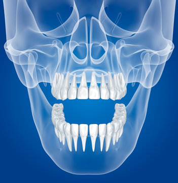 Transparent scull and teeth , xray view . 3D illustration .