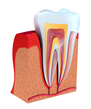 Section of the tooth. pulp with nerves and blood vessels. 3D illustration
