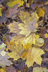 Yellow withered autumn leaves on the ground. Background, selective focus