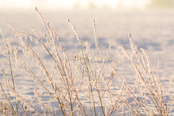 Fototapeta premium Zweige mit Eiskristallen im Winter