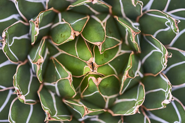 Agave plant leaves