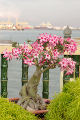 pink bougainvillea bonsai in garden, Penang Island, Malaysia