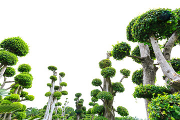 bonsai tree on white background