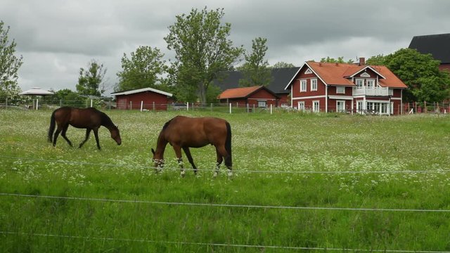 Horses eating from the ground in the countryside in Sweden.