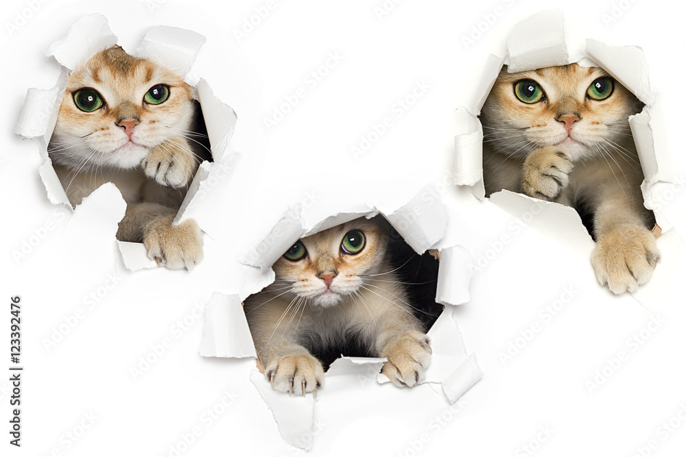Fototapete Set of one funny cat peeking out of torn paper isolated on white background