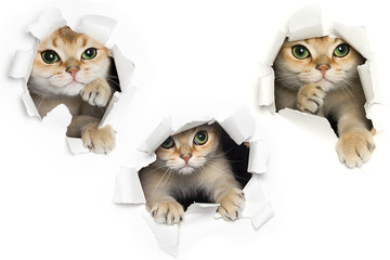 Set of one funny cat peeking out of torn paper isolated on white background