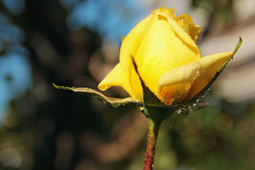 Rosa amarilla con gotas de rocío