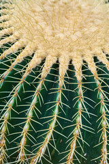Close up photo of cactus