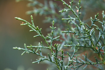 Macro stock photography of the branch  Cupressus arizonica. Conifer needles