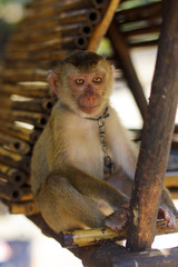 Young brown macaca monkey in chains in Thailand