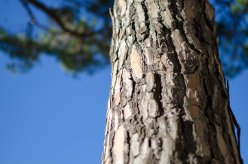 green deals investments for reforestation, the trunk of a maritime pine widespread throughout the Mediterranean. In nature, the tree protects itself with the bark and the resins it produces.