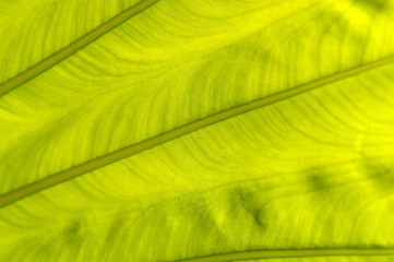 backlit fresh green palm leaf, close up