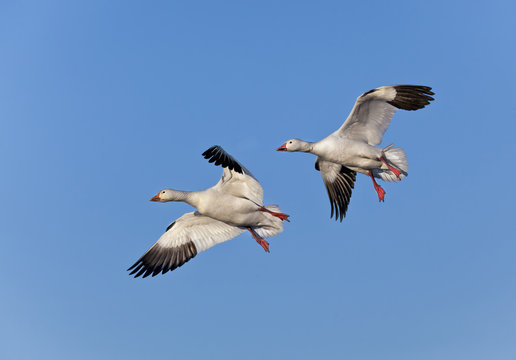 Two Snow Geese in flight in Bosque del Apache National Wildlife Refuge
