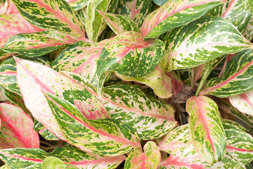 colorful of Aglaonema modestum,flower is white color,Aglaonema modestum glow need water