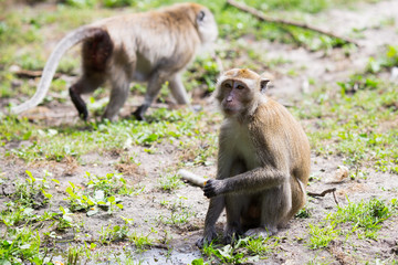 Monkey family at the water.