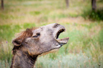 Yawning Bactrian camel.