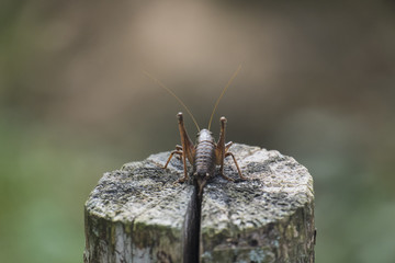 The female green grasshopper autumn back view