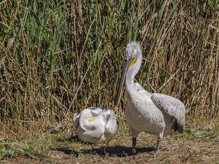 pelican curly (Pelecanus crispus)