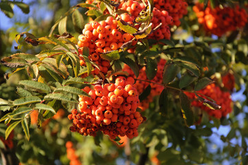 Bunches of Rowan