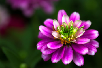 Obraz premium Pink Zinnia flower
