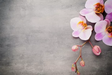 Foto auf Acrylglas Orchidee Spa-Orchidee-Thema-Objekte auf grauem Hintergrund.
