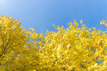 Yellowed tops of autumn forest trees with autumn golden leaves extending to the blue sky in day of fall - autumn landscape, lowest point shooting.