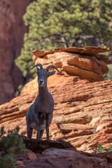 Desert Bighorn Sheep Ewe