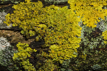 Yellow moss on the tree. Natural background
