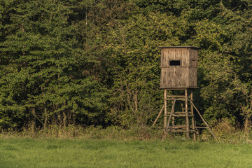 Tree stand near green forest
