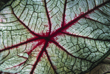 Detail of veins in a leaf