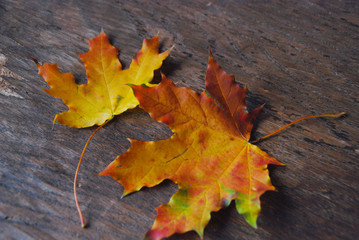 autumn leaves. herbarium  