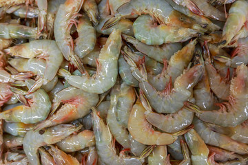 Fresh shrimp background