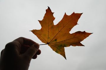 autumn leaf in hand. herbarium 
