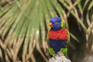 rainbow lorikeet (Trichoglossus moluccanus)