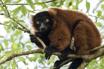 Red Ruffed Lemur (Varecia rubra)