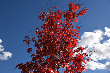 auitunno foglie foglie rosse autunno stagione colori alberi 