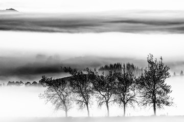 Black & white landscape of trees against a foggy background
