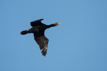 Cormorant, Phalacrocorax carbo